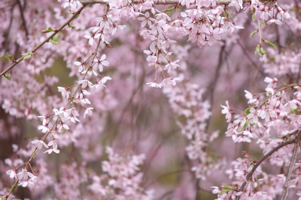 5245-一重紅枝垂れ桜　横　1本手前斜め.jpg